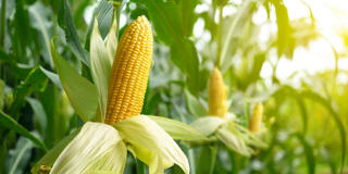 Corn (Mais) Futures und CFD.